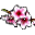 Peach Blossom